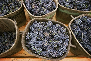 St Joseph Prints: Harvested grapes, St. Joseph, Ardeche, Rhone Alpes, France, Europe