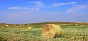 Equipment Prints: Harvested hay bales scattered across a field in Southern Alberta