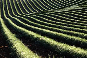 Lavender Prints: Harvested lavender curvy lines in a field, Plateau de Valensole, Provence, France, Europe