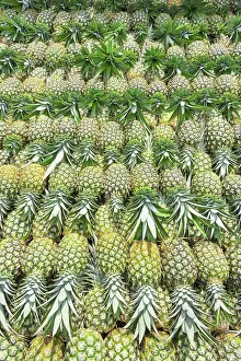 Produce Prints: Harvested organic pineapples, Costa Rica, Central America
