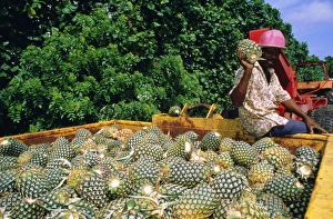 Lifting Prints: Harvested pineapples