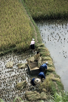 Guizhou Prints: Harvesteing rice, South Guizhou, China, Asia