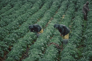Vegetable Prints: Harvesting Brussels sprouts