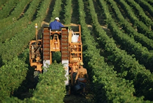 Equipment Prints: Harvesting grapes, near Castillon, Gironde, Aquitaine, France, Europe