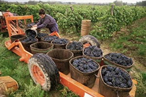 Trailer Prints: Harvesting grapes in the Rhone Valley, Rhone Alpes, France, Europe