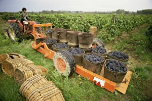 St Joseph Prints: Harvesting grapes, St. Joseph, Ardeche, Rhone Alpes, France, Europe