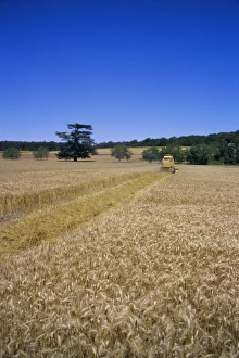 Equipment Prints: Harvesting in July, near Chinon, Val de Loire, Centre, France, Europe