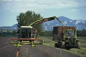 Plateau De Valensole Prints: Harvesting lavender by machine on the Plateau de Valensole in the Alpes de Haute Provence