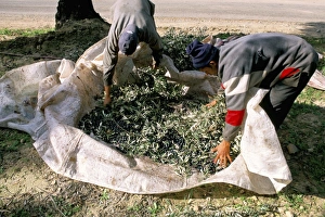 Gather Prints: Harvesting olives