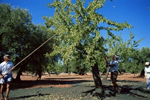 Olive Grove Prints: Harvesting olives in grove