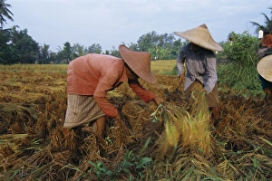 Harvesting rice