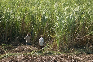 Cane Prints: Harvesting sugar cane by hand, Valle de los Ingenios, Trinidad, Cuba, West Indies