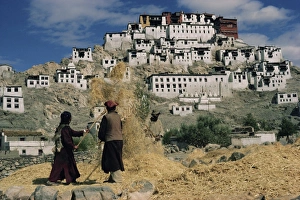 Harvesting below Thikse Gompa (Tikse Monastery)