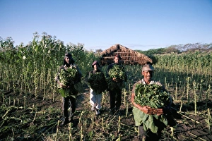 Gather Prints: Harvesting tobacco, Santiago region, Dominican Republic, Hispaniola, West Indies