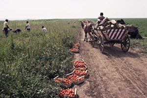 Romanian Prints: Harvesting tomatoes, Cetate, Romania, Europe