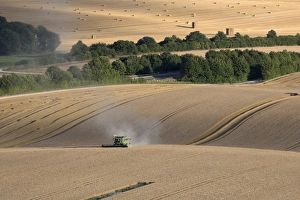 Harvesting wheat with combine harvester, near Winchester, Hampshire, England, United Kingdom