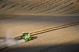 Harvesting Prints: Harvesting wheat with combine harvester