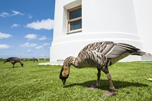 Kauai Prints: Hawaiian goose (nene) (Branta sandvicensis), at Historic Kilauea Lighthouse, Kilauea