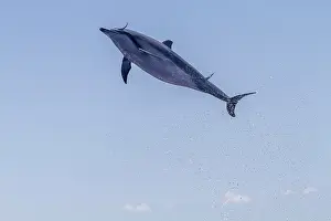 Spinning Prints: Hawaiian spinner dolphin jumps out of the water to dislodge remoras in the ocean near Lanai