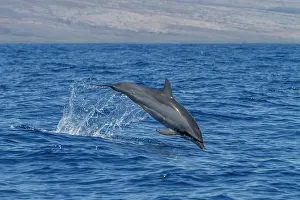 Oceanic Prints: Hawaiian spinner dolphin leaps from the ocean