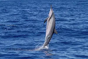 Energy Prints: Hawaiian spinner dolphin leaps out of water possibly to remove remoras in Lanai, Hawaii