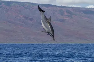 Awareness Prints: Hawaiian spinner dolphin performs acrobatics while possibly dislodging remoras in clear waters off Lanai