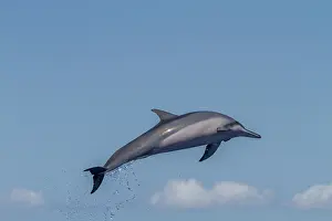 Health Prints: Hawaiian spinner dolphin performs a spin to dislodge remoras in Hawaii waters