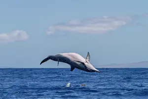 Spinning Prints: Hawaiian spinner dolphin performs a spin in the ocean to remove attached remoras in Hawaii
