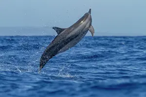 Spinning Prints: Hawaiian spinner dolphin performs a spin above the water's surface in the ocean