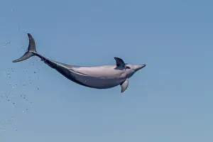 Freedom Prints: Hawaiian spinner dolphin performs spinning behavior possibly to dislodge remoras in the waters of Lanai