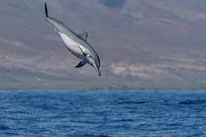 Spinning Prints: Hawaiian spinner dolphin spins to dislodge remoras near Lanai in Hawaii