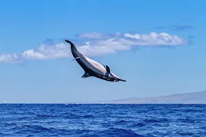 Spinning Prints: Hawaiian spinner dolphin spins in ocean to dislodge remoras near Lanai in Hawaii