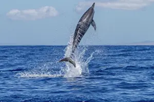 Oceanic Prints: Hawaiian spinner dolphin spins in the ocean to possibly dislodge remoras in Hawaiian waters