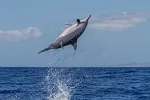 Spinning Prints: Hawaiian spinner dolphin spins in the ocean to remove attached remoras near Lanai in Hawaii