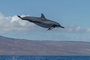 Saltwater Prints: Hawaiian spinner dolphin spins in the water to dislodge remoras near Lanai in Hawaii