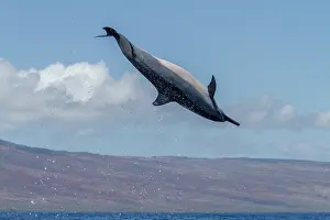 Spinning Prints: Hawaiian spinner dolphin spins in the water to dislodge remoras near Lanai in Hawaii during daylight