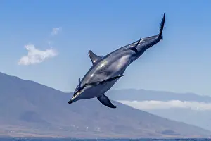 Saltwater Prints: Hawaiian spinner dolphin spins in the water to remove remoras in Lanai