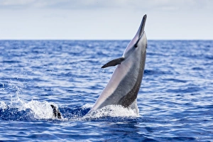 Hawaiian spinner dolphin (Stenella longirostris), AuAu Channel, Maui, Hawaii, United States of America, Pacific