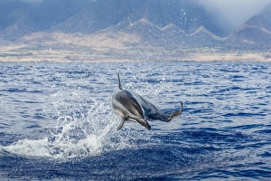 Hawaiian spinner dolphin (Stenella longirostris), AuAu Channel, Maui, Hawaii, United States of America, Pacific