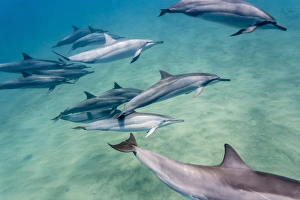 Hawaiian spinner dolphins (Stenella longirostris), AuAu Channel, Maui, Hawaii, United States of America, Pacific