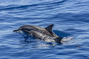 Side By Side Prints: Hawaiian spinner dolphins (Stenella longirostris)