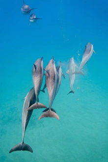 Hawaiian spinner dolphins (Stenella longirostris), AuAu Channel, Maui, Hawaii, United States of America, Pacific