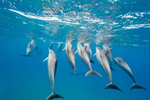Hawaiian spinner dolphins (Stenella longirostris), AuAu Channel, Maui, Hawaii, United States of America, Pacific