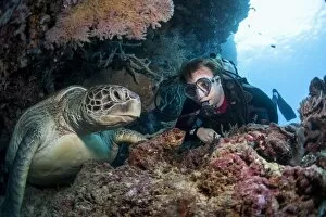 Images Dated 31st May 2008: Hawksbill turtle (Eretmochelys imbricata) and diver, Sulawesi, Indonesia, Southeast Asia, Asia