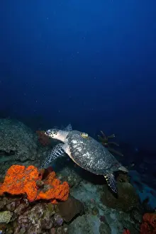 Hawksbill turtle (Eretmochelys) with a tracking device on its back, Dominica, West Indies, Caribbean, Central America