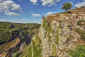 Gorge Prints: Hawthorn tree in flower at cliff edge in Cheddar Gorge during spring in Mendip Hills in Great Britain
