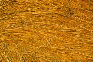 Hay Bale Prints: Detail of hay bale, Crete Senesi, Siena province, Tuscany, Italy, Europe