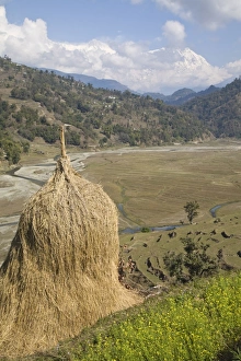 Images Dated 27th February 2007: Hay bale, Sikles trek, Pokhara, Nepal, Asia