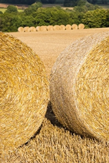 Longborough Prints: Hay bales in The Cotswolds, Longborough, Gloucestershire, England, United Kingdom, Europe