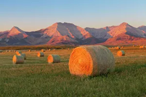 Canadian Prints: Hay bales in a field with the Rocky Mountains in the background, near Twin Butte